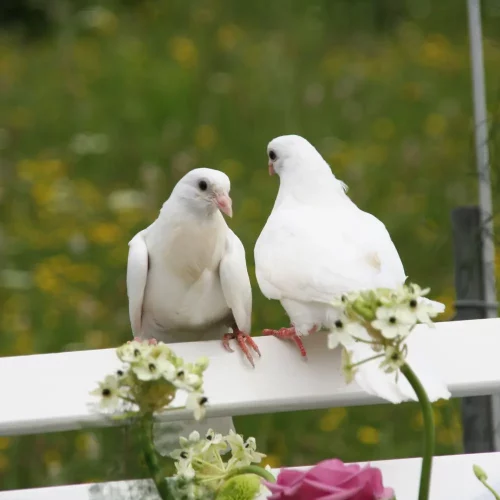 Two doves flying together, symbolizing peace in therapy.